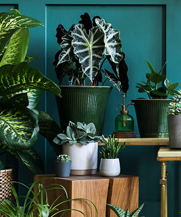 Intégrer des éléments naturels